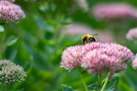 Bumblebee sitting on the pink plantの写真素材