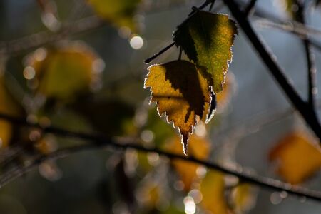 Hoar-frost on the autumn leavesの写真素材