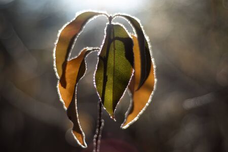 Hoar-frost on the autumn leaves