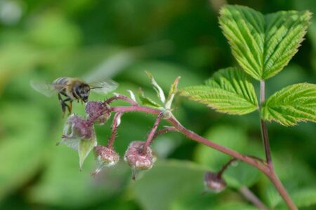 Bee near raspberry flowerの写真素材
