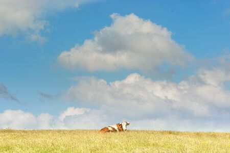 Grassfield with the cow resting. Clouds in background.の写真素材