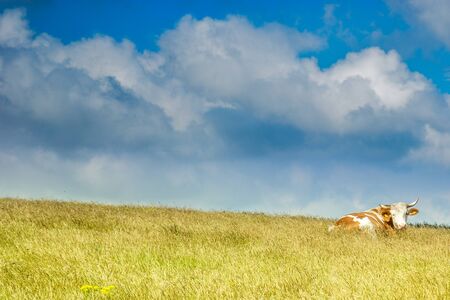 Grassfield with the cow resting. Clouds in background.の写真素材