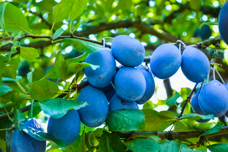 Plums in picking season.の写真素材