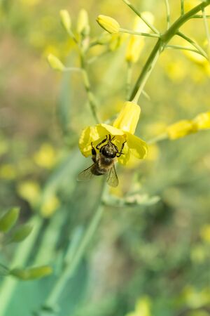 Worker bee on yellow flower with blurred backgroundの写真素材