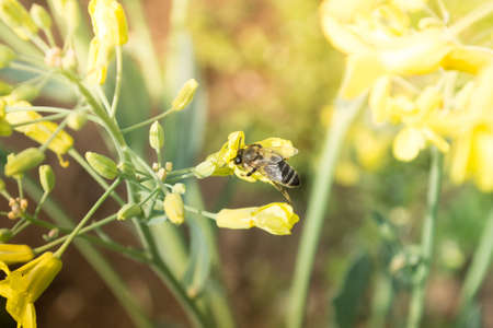 Worker bee on yellow flower with blurred backgroundの写真素材