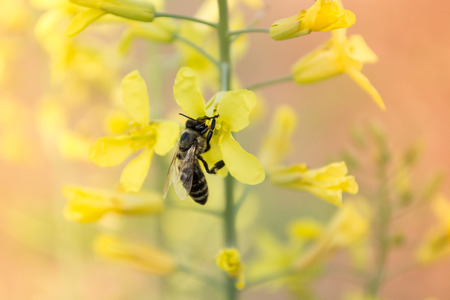 Worker bee on yellow flower with blurred backgroundの写真素材