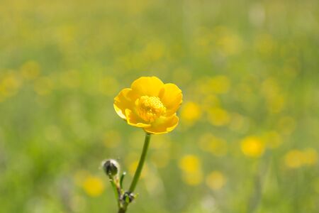Yellow flower with the blurred folwer field in the backgroundの写真素材