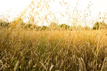Golden wheat field on a sunny day with sky and forest in the backgroundの写真素材
