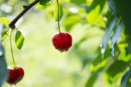 Red cherries after rain on a tree. They are covered with water droplets