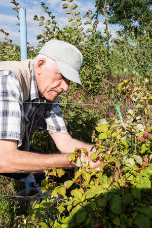 Older man picking raspberries on a sunny dayの写真素材