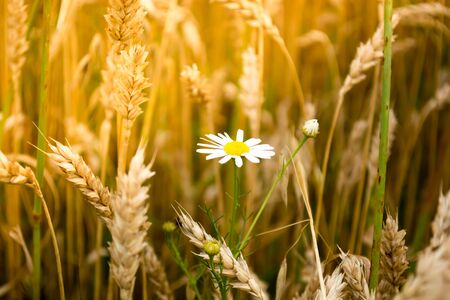 Closeup of daisy flower in a wheat field on a sunny dayの写真素材