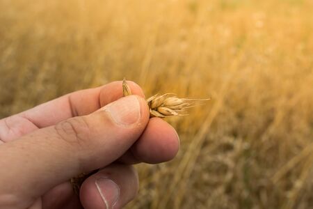Male hand inspecting wheat ear in the wheat fieldの写真素材
