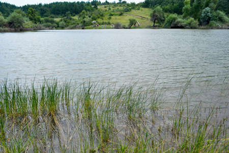 Pond surounded with forest on a sunny dayの写真素材