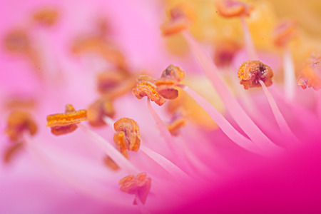 Extreme macro shot of pink flower with stamens visibleの写真素材