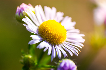 Closeup shot of daisy in the field on the sunny day