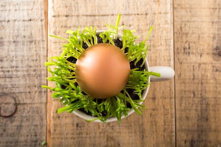 Green wheat in cup. Fresh wheat plant composition with eggの写真素材