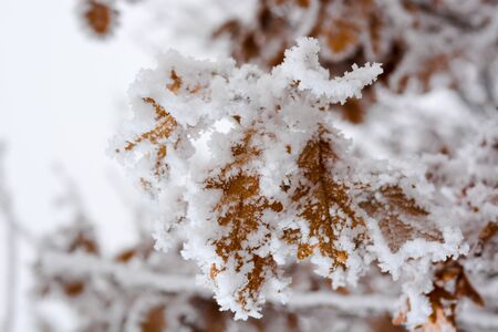 Oak tree with frozen leaves covered with frost.の写真素材