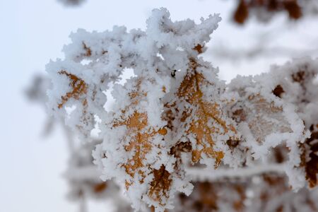 Oak tree with frozen leaves covered with frost.の写真素材