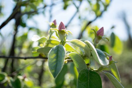 Flowering branch of apple quince. blooming spring garden. Flowers quince blossom in early springの写真素材