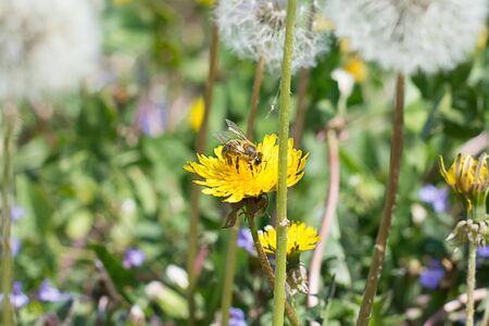 Worker bee on the yellow dandelion gathering nectar