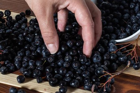Female hand with aronia over the table filled with aronia berriesの写真素材