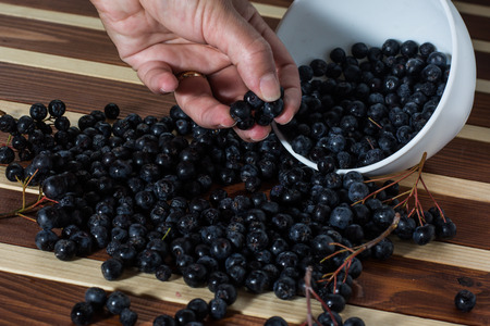 Female hand with aronia over the table filled with aronia berriesの写真素材