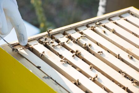 Bee frames in Bee hive with bees on them collecting nectar