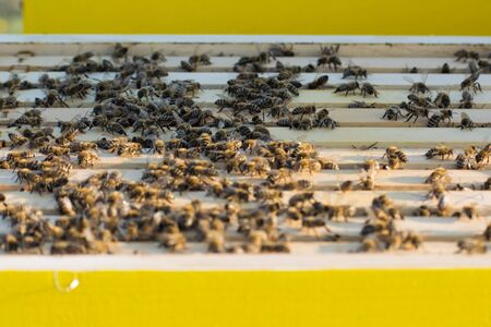 Bee frames in Bee hive with bees on them collecting nectar