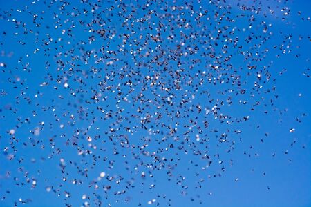 A swarm of flying ants in the field with blue sky in the background