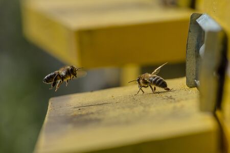 Hives in an apiary. Bees flying to the landing boards and enter the hive, bee flying to hive. Bees...
