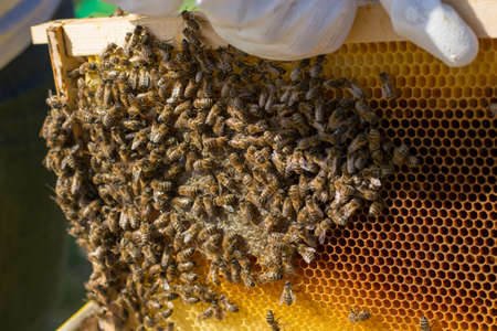 Frames of a bee hive. Beekeeper harvesting honey. The bee smoker is used to calm bees before frame...