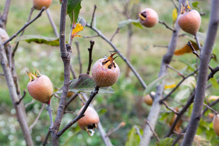 Freshly cooked ajvar in the glass jar. Shot from aboveの写真素材