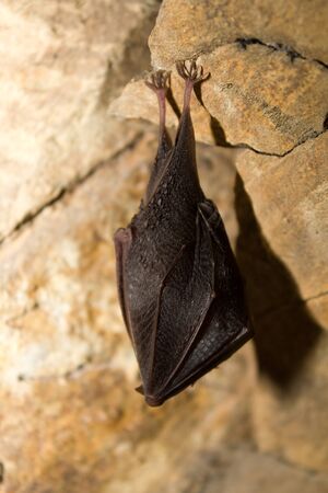 bat