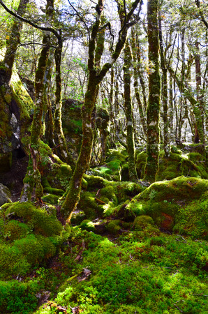 Walking the Travers Sabine Circuit, Nelson Lakes National Parkの写真素材