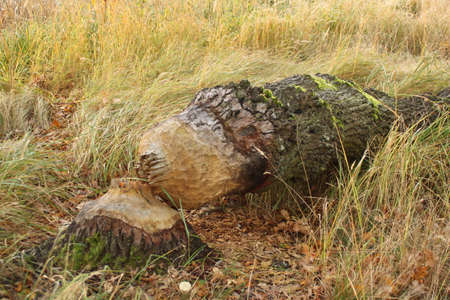 The beavers are messed up. The beavers are messed up.