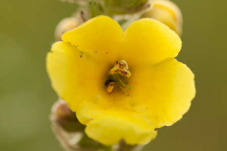 field flower close up a blurry background