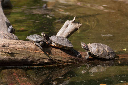 turtles in the terrarium at the zoo in GdaÅ„sk