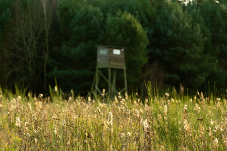 landscape with meadow and plants among grasses in winter by dayの写真素材