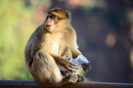 makak near to ouzod in central Moroccoの写真素材
