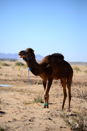 camel in sahara desert near to merzougaの写真素材