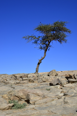 tree in Sahara desert in Morocco near Mhamidの写真素材