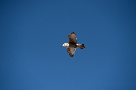 seagull in Morocco in nice city Essaouiraの写真素材