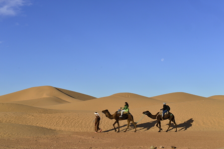 December 28, 2016; Mhamid in Morocco. Camels in desert near Erg Chigaga.の写真素材