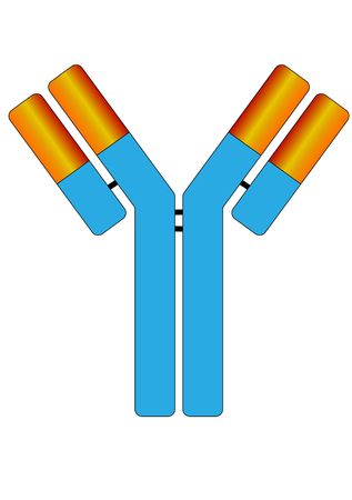 small antibody moleculeのイラスト素材
