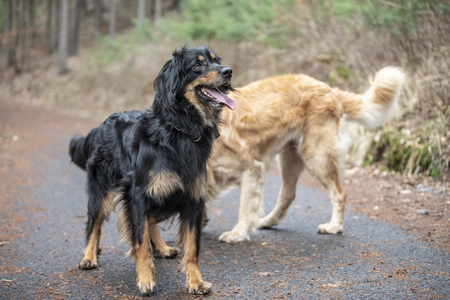 nice dog hovawart guarding breed from germanyの写真素材
