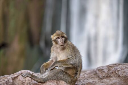 macaque monkeys near ouzoud watterfall