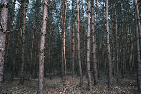 freezed nature in czech forest with trees