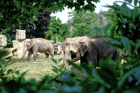 Elephant in Prague ZOO in natureの写真素材
