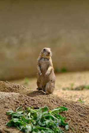 nature wildlife photo of nice animalの写真素材