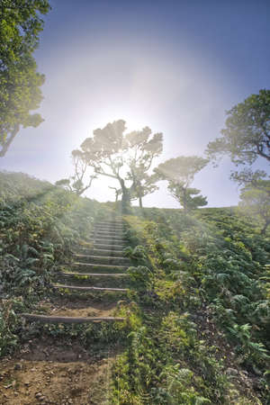 great fanal forest in nice madeira island